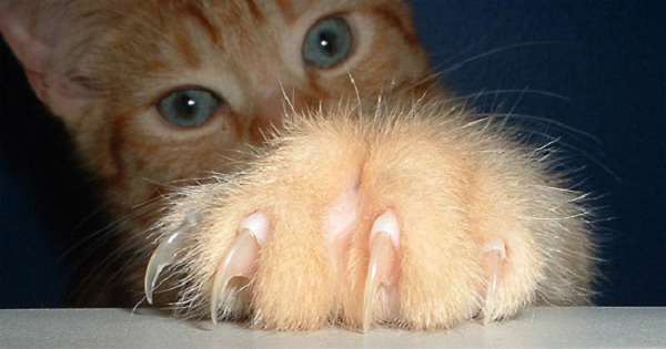 New Jersey Will Become The First US State To Ban The Declawing Of Cats