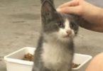 Afraid Stray Kitten Desperately Asking For Help, Can`t Stop Saying ‘Thank You’ When He Felt Love For The First Time