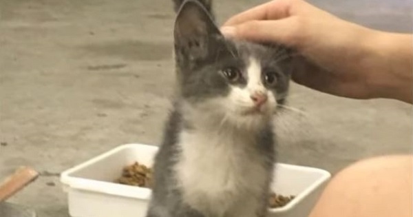 Afraid Stray Kitten Desperately Asking For Help, Can`t Stop Saying ‘Thank You’ When He Felt Love For The First Time