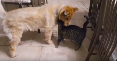 Cat Can’t Control His Emotions When Is Finally Reunited With a Blind Dog