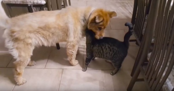 Cat Can’t Control His Emotions When Is Finally Reunited With a Blind Dog