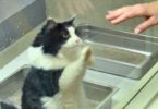 Cat Didn`t Stop Pawing At The Window When People Walked By For A Special Reason