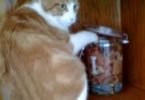 Cat Gets Caught Stealing Cookies, But The Things Didn't Work Out As Planned