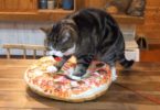 Cat Loves His New Pizza Bed And See How He`s Kneading The Dough