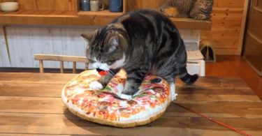 Cat Loves His New Pizza Bed And See How He`s Kneading The Dough