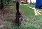 Cat Missing For Over A Year, But Just Watch Her Reaction When She Recognized Her Owner…