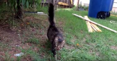 Cat Missing For Over A Year, But Just Watch Her Reaction When She Recognized Her Owner…