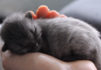 Color Changing Cat Looked Grey As Baby, But Now It Looks Completely Different
