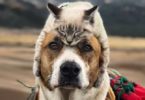 Cute Dog Taking Care Of His Best Friend – Adopted Kitten On Their Adventures