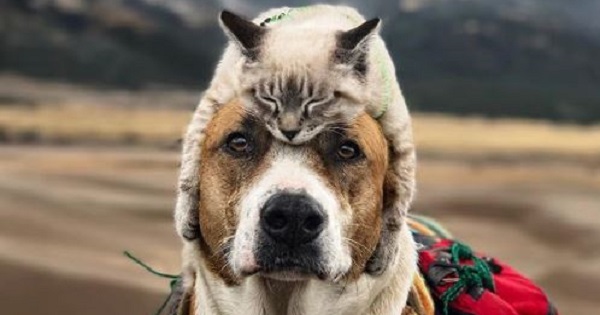 Cute Dog Taking Care Of His Best Friend – Adopted Kitten On Their Adventures