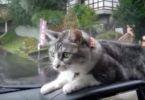 Energized Cat is Confused and Hypnotized By Windshield Wipers
