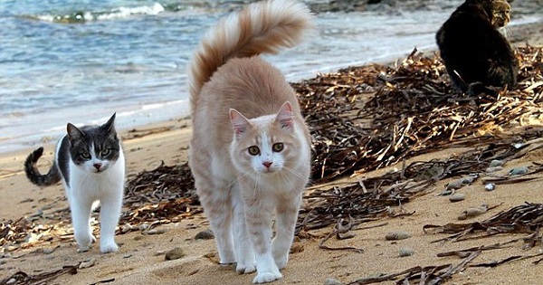 For All Cat Lovers You Must Visit This Special Cat Beach In Italy
