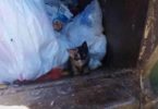Garbage Man Emptying The Can Into His Truck Noticed Small Kitten And Rescued Him