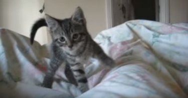 Hyperactive Kitten Wakes His Human Every Day at 6 In The Morning