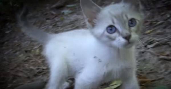 Kittens Abandoned In The Woods By Their Mom`s Owner Rescued By Kind Man