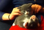 Kitten With 7 Toes On Each Paw Loves The Massage Time