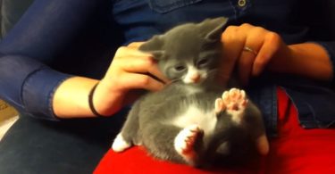 Kitten With 7 Toes On Each Paw Loves The Massage Time