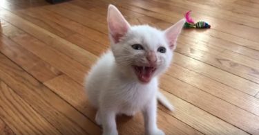 Little Kitten Expresses His Need For Food In a Very Loud Way