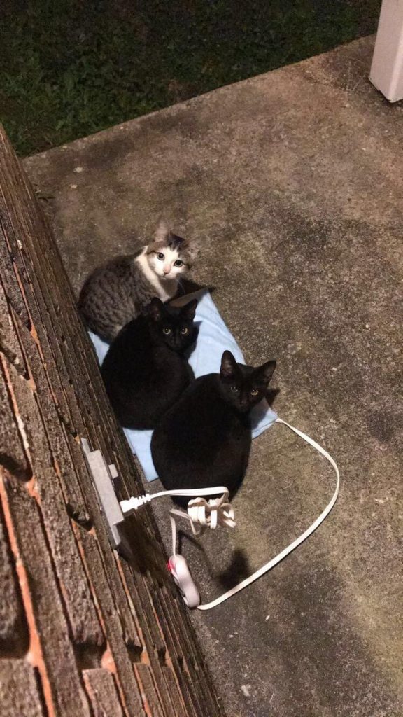 Man Put A Heating Pad For The Neighborhood Stray Cats And They Like It