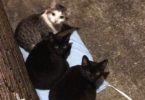 Man Put A Heating Pad For The Neighborhood Stray Cats And They Like It - Copy