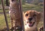 Meowing Cheetahs Will Definitely Make Your Day