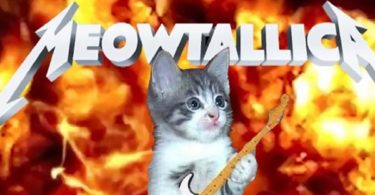Meowtallica - Amazing Cat Remixes Of Metallica Songs