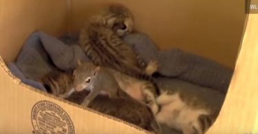 Mom Cat Adopted a Baby Squirrel And Taught Him to Purr