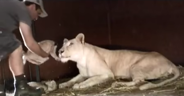 Mom Lioness Just Have Birth To Cute Lion Cub And Then This Man Tries To Pick The Little Cub Up