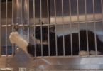 Nobody Wanted To Adopt These Cats, But These Facility Gave Them a Second Chance And Even a Job