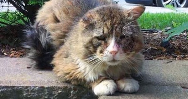 Poor Stray Cat Living A Hard Life, Never Felt Love Before , But Then This Woman Noticed Him...