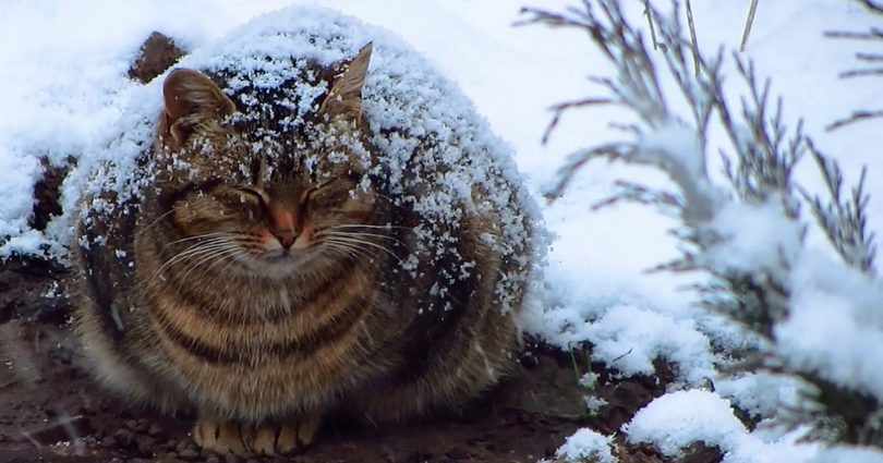 Pregnant Stray Cat Freezing Outside In The Snow, But Then This Man Saw Her And Everything Changed