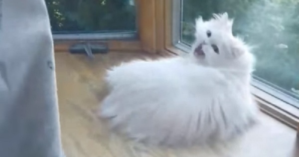 Rescue Deaf Cat Gets Really Excited Every Time She Sees Her Owner