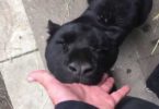 Rescued Black Panther Showing How Grateful He Is, By Gently Biting The Hand Of His Rescuer