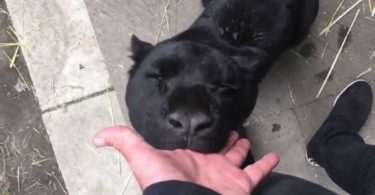 Rescued Black Panther Showing How Grateful He Is, By Gently Biting The Hand Of His Rescuer