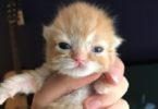 Saving The Tiniest 4-Day-Old Kitten Abandoned in Tissue Box