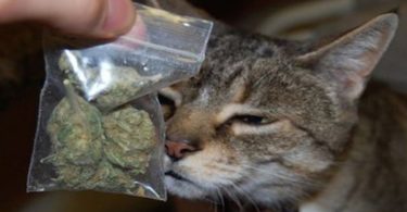 Smart Cat Brought Home A Bag Of Weed Worth 150 Dollars