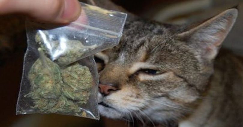 Smart Cat Brought Home A Bag Of Weed Worth 150 Dollars