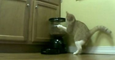 Smart Cat Found Out How to Get Extra Food From The Automatic Feeder