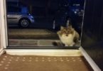 Stray Cat Following The Man And Then Begging Him To Be Let Inside Had A Very Good Reason