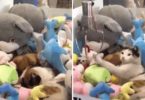 Stray Sleepy Kitty Sneaks Into Claw Machine And Loves To Sleep With Stuffed Animals final