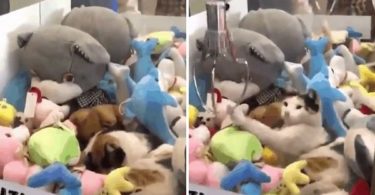 Stray Sleepy Kitty Sneaks Into Claw Machine And Loves To Sleep With Stuffed Animals final