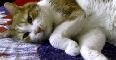 Talkative Cat Can Only Sleep After Having A Nice Bedtime Conversation With Her Human Mommy