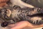 This Kitten Simply Enjoys The Moments Of Love
