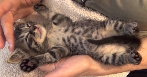 This Kitten Simply Enjoys The Moments Of Love
