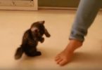 Tiny Kitten Learning How To Dance With Her Human Mommy