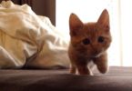 Tiny Kitten Stalking His Human, Looks Like He Is Moving In Slow Motion