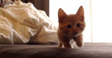 Tiny Kitten Stalking His Human, Looks Like He Is Moving In Slow Motion