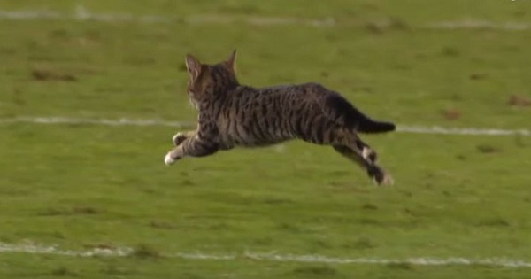 Tony Romo Provides Hilarious Commentary For This Cat Interrupting The Match Dolphins VS Ravens