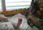 Very Confused Cat Seeing The Baby For The First Time