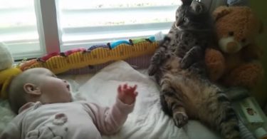 Very Confused Cat Seeing The Baby For The First Time